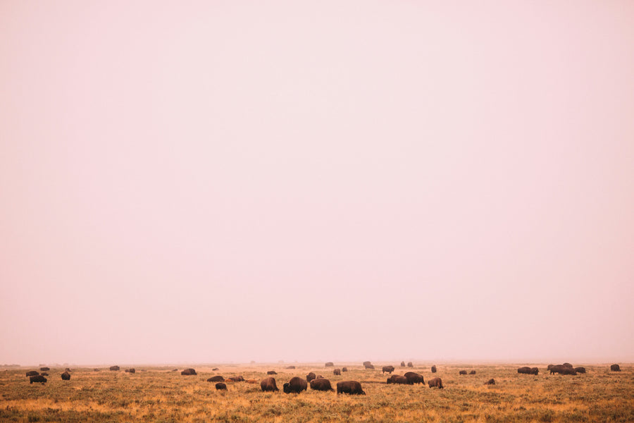 Bison grazing on open grassland