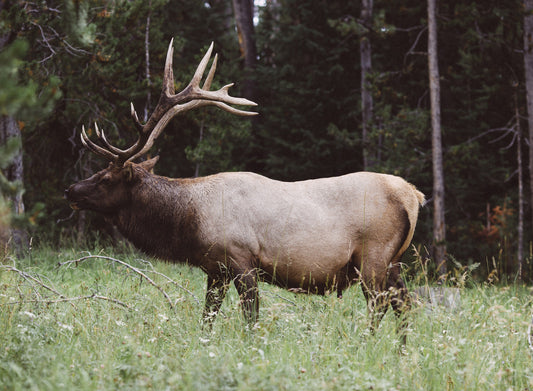 Deer Tallow vs Beef Tallow: Which Is Better for Your Skin?