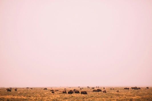 How to Use Tallow for Skin Care: The Complete Guide to Ancestral Beauty