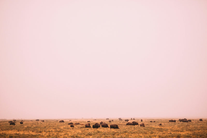 Bison on open pasture in the northern Sierra Nevada